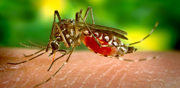 Casos de dengue caem 99,2%
