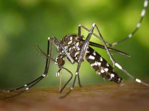 Casos de doenças provocadas pelo Aedes Aegypti registram queda