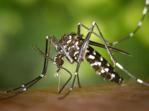 Dengue aumenta no Rio….