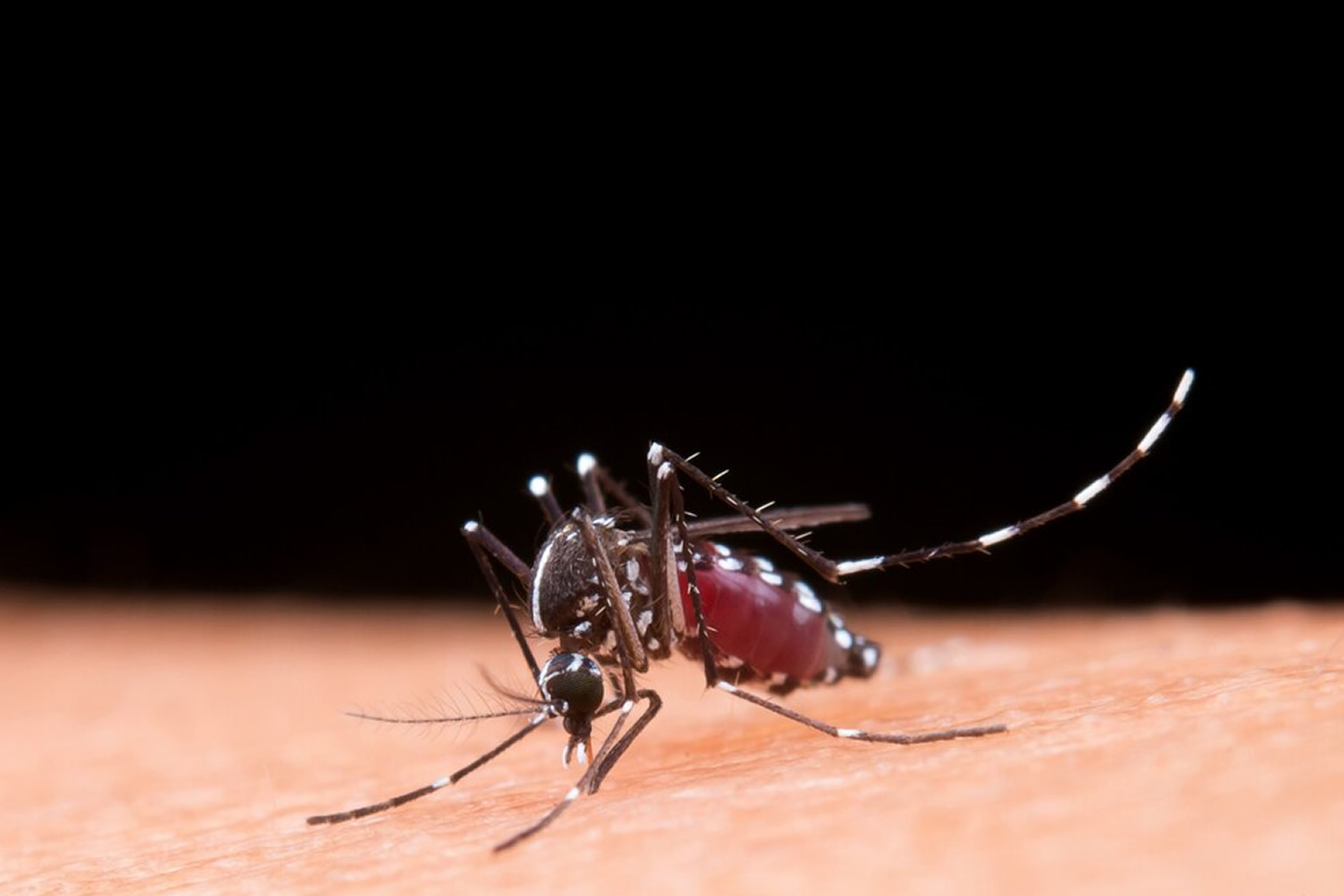 Dengue, covid e gripe: quais as diferenças?